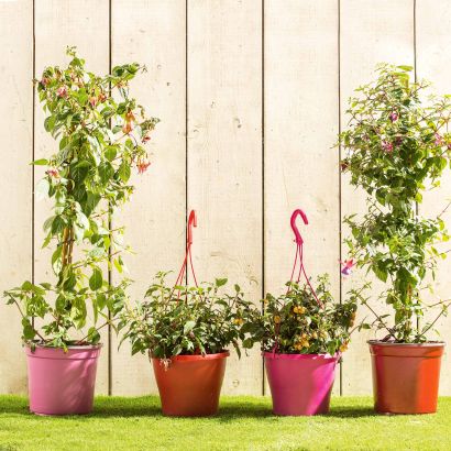 Fuchsia