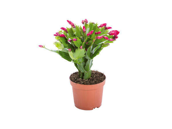 Christmas Cactus "Schlumbergera"