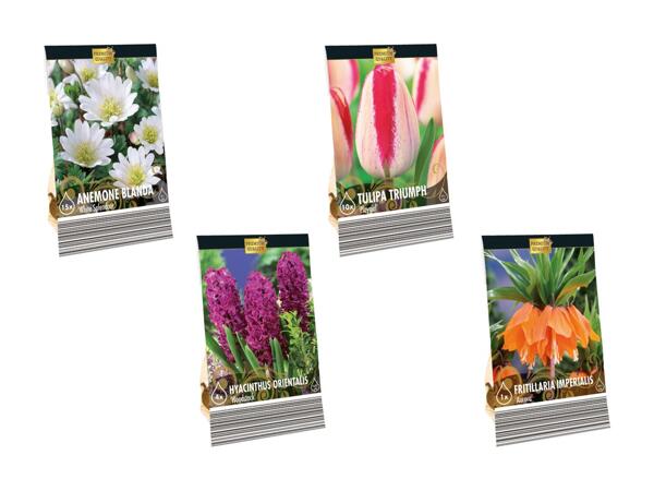 Blomsterløg