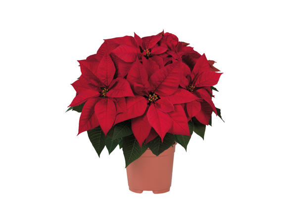 Large Poinsettia