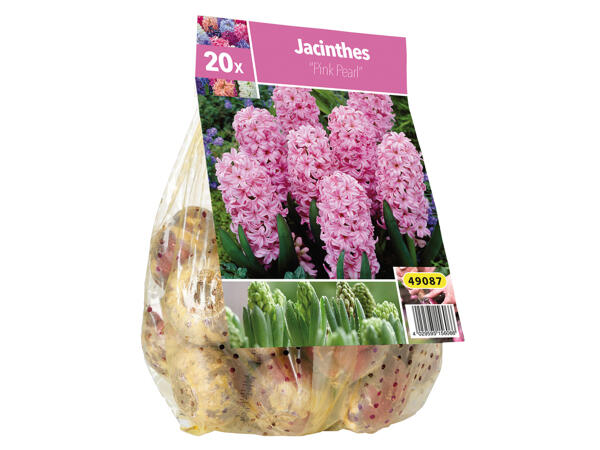 Bulbes de jacinthe