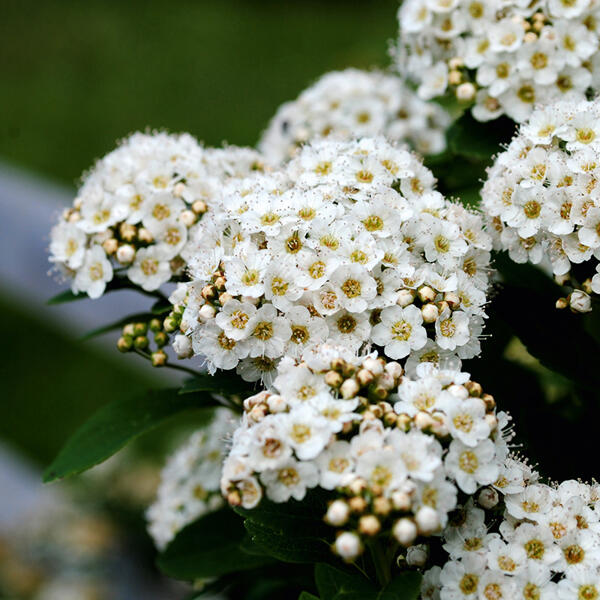 Kletterhortensie
