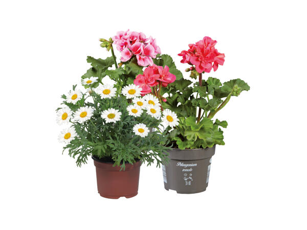 Pelargoner & Margeriter