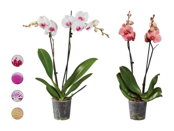 Phalaenopsis 2 tiges