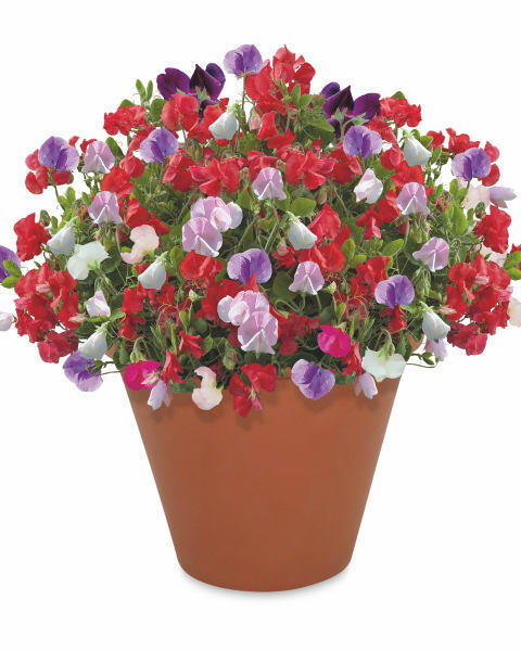 Grow Your Own Sunflower/Sweet Pea