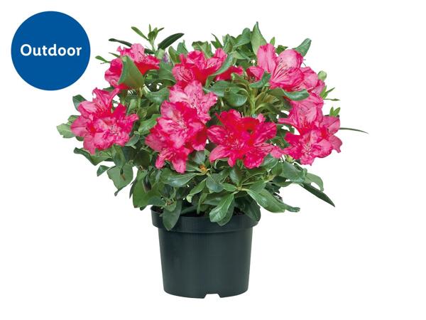 Rhododendron