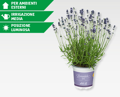 Lavanda vera (Lavandula angustifolia) GARDENLINE(R)
