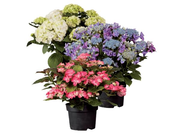 Hydrangeas