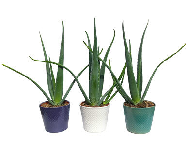 ALOE VERA