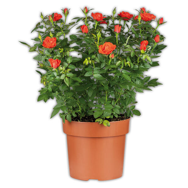 Jumbo Topfrose