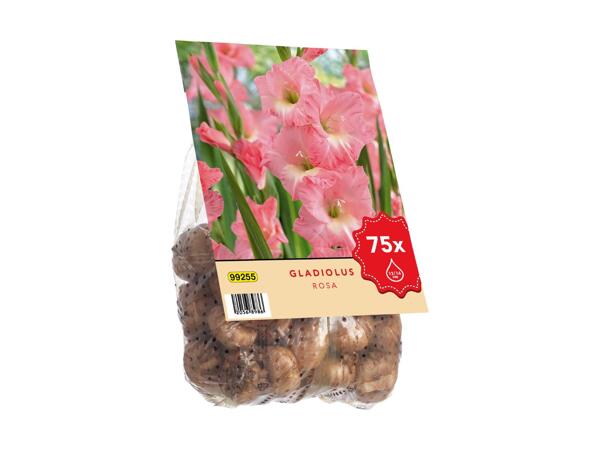 Gladiolus blomsterløg
