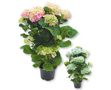 Ortensie piramidali