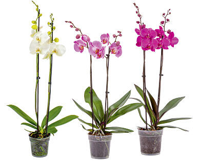 ORCHIDEE