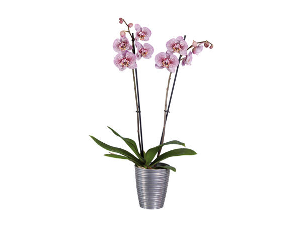 Phalaenopsis, 2 stems