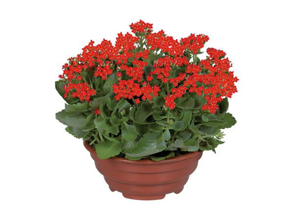 Blomstrende plante i skål