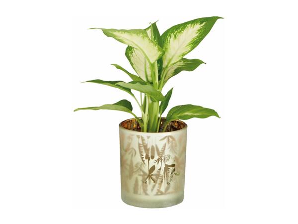 Green Plants in Glass Pot