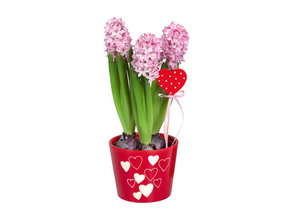 Hyacinths