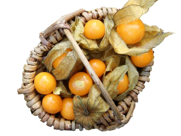 Physalis