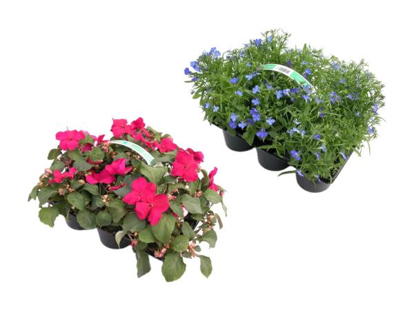 Danske bedplanter