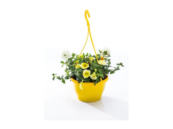 Colourful Hanging Baskets