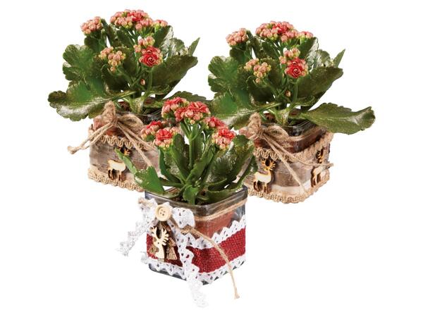 Kalanchoe