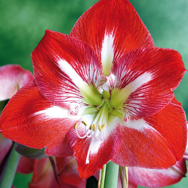 Amaryllis