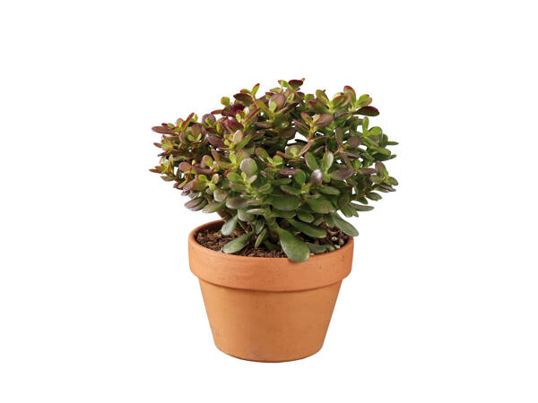 Cactus dans un pot en terre cuite