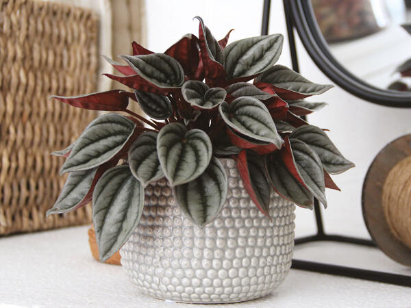 Peperomia