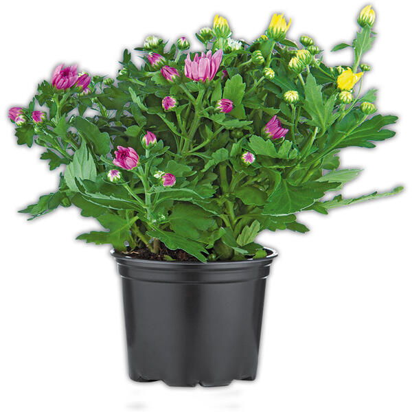 Chrysanthemen Trio