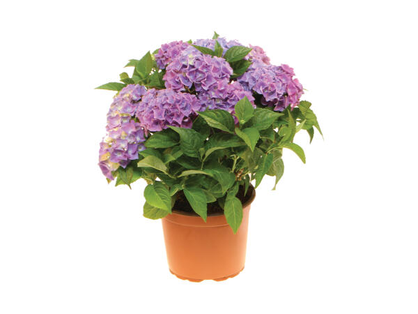Havehortensia