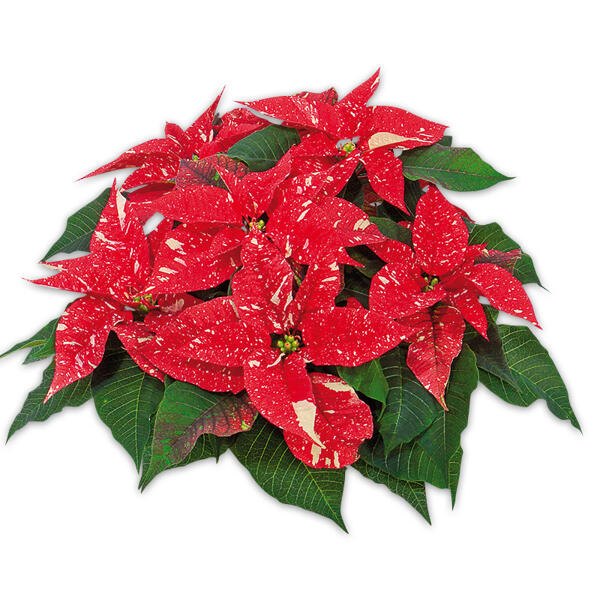 Weihnachtsstern