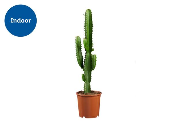 Cactus "Desert Stars"