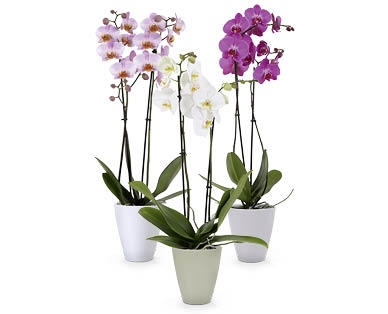 Orchidee