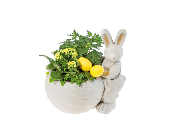 Outdoor Easter Bunny Plant