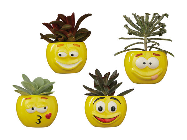 Kalanchoé dans un pot en céramique "Funny Faces"