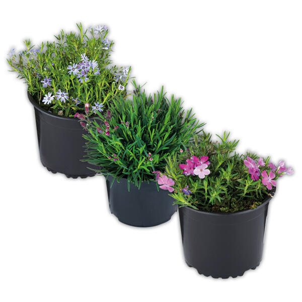Bodendecker Phlox / Nelke