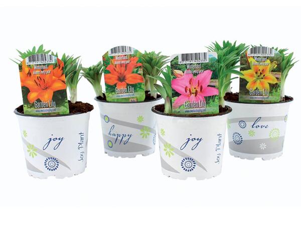 Garden lilies