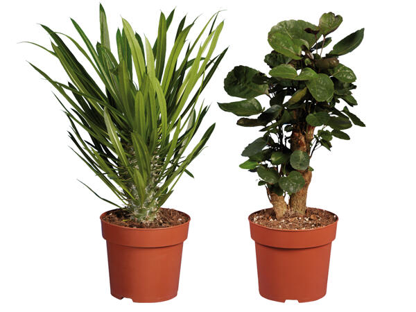 Palme