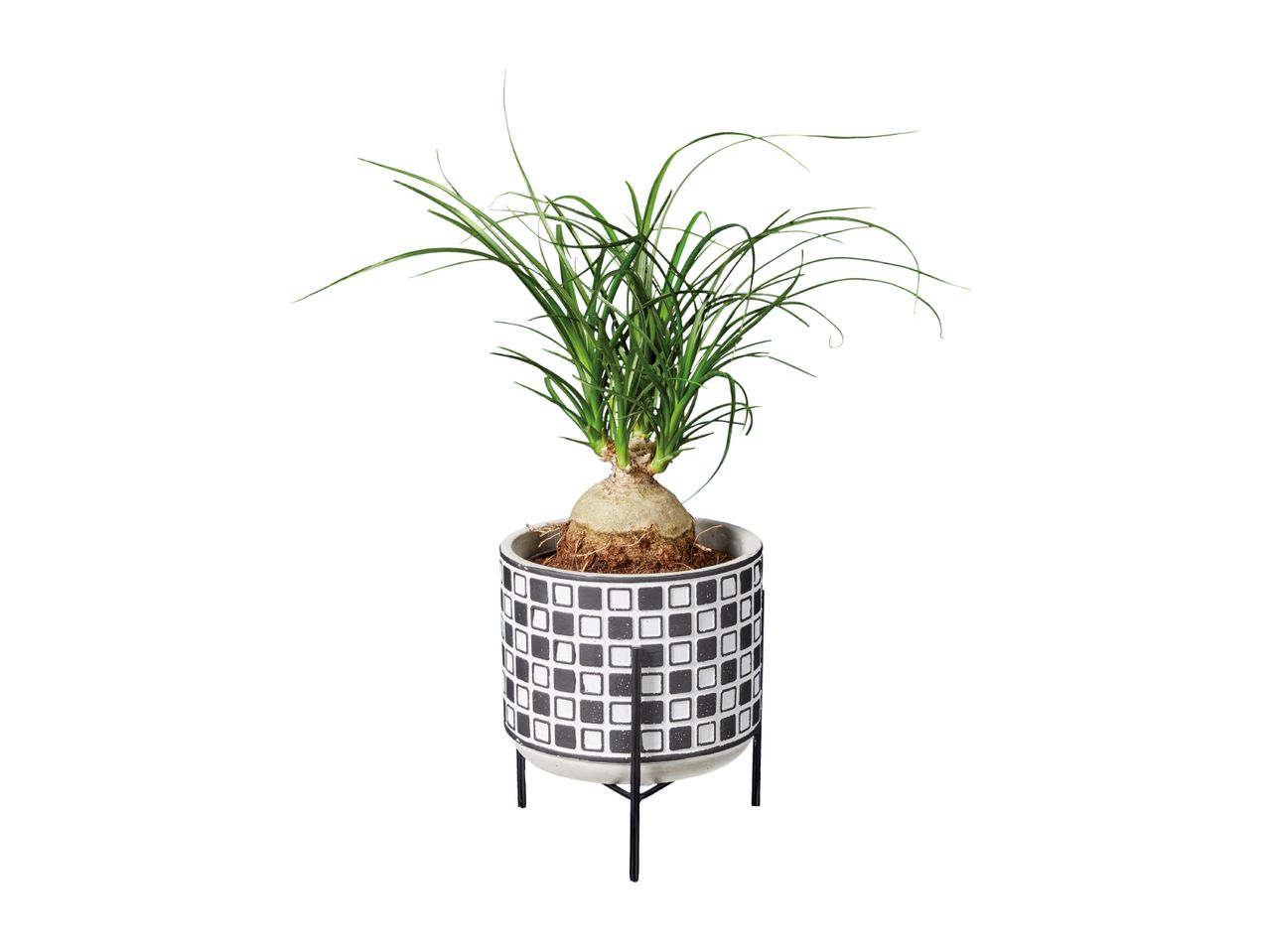 Easy Care Houseplants