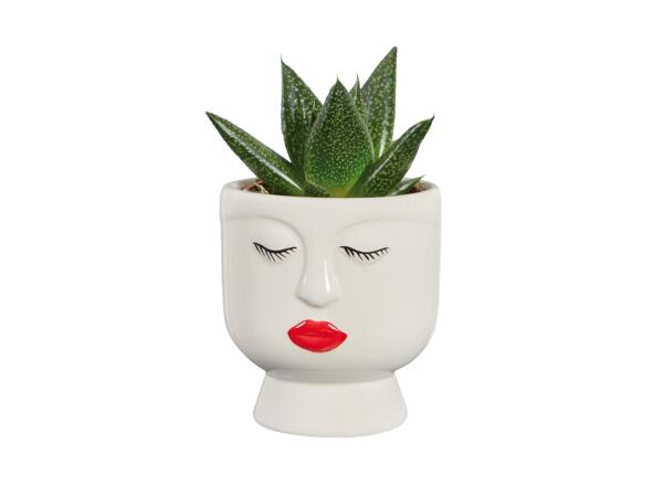 Vetplantje in pot