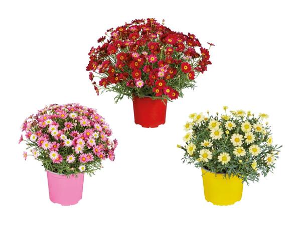 Marguerites d'Italie