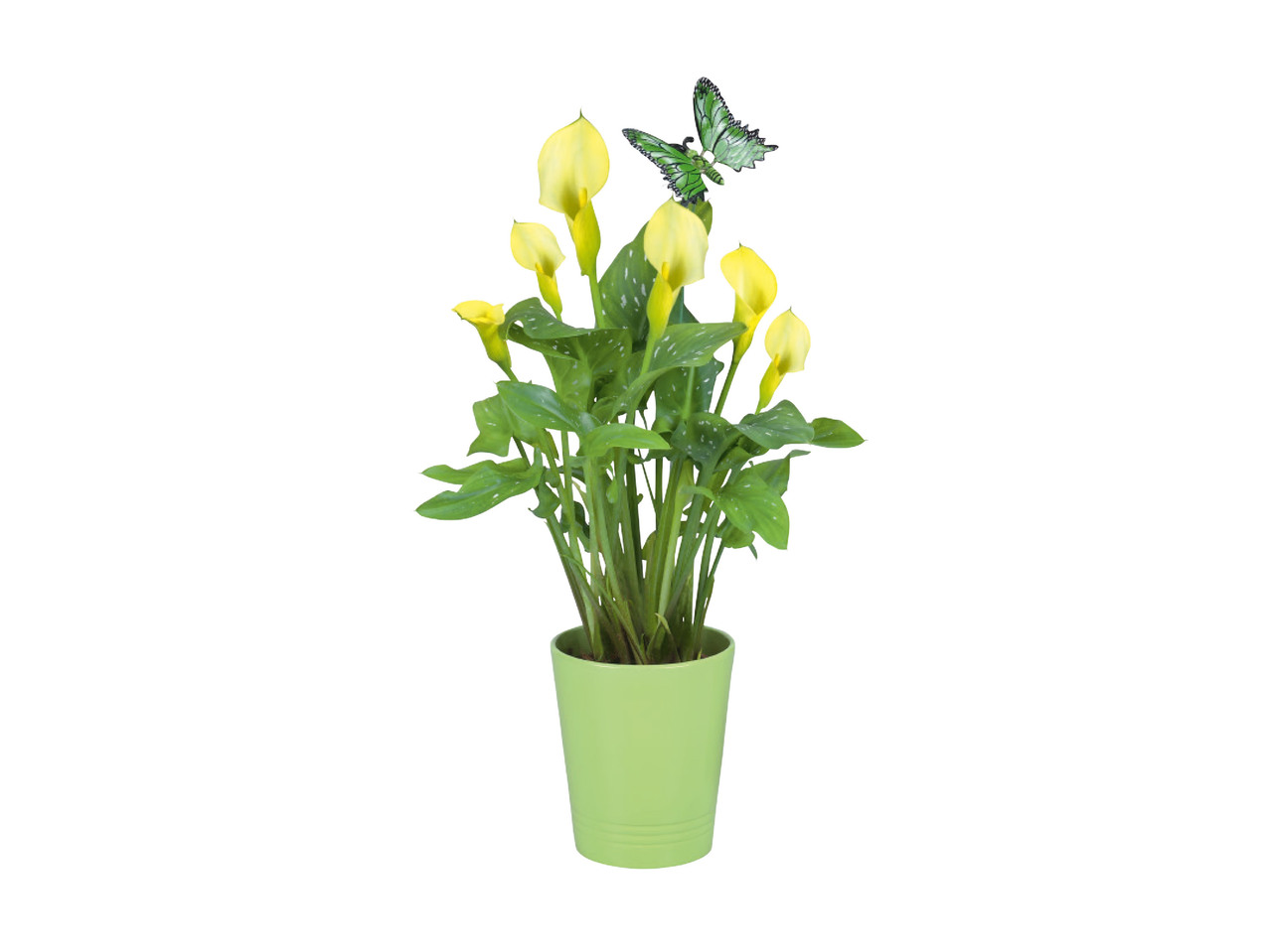 Mother's Day Calla Lily