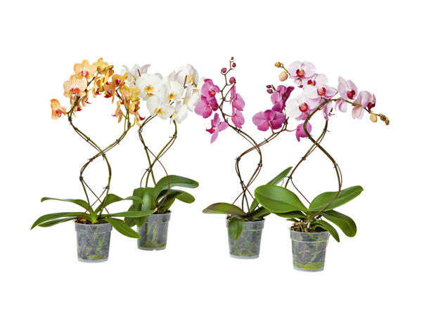 Phalaenopsis Tornado