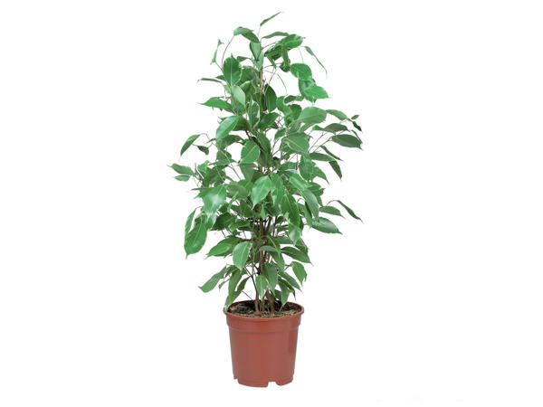 Green Houseplants