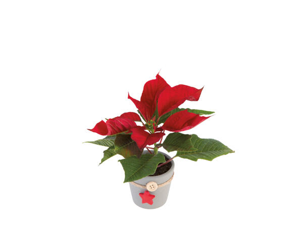 Mini Poinsettia with Pot