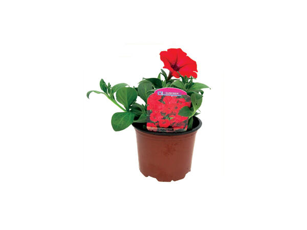 Trailing Petunias (Surfinias)