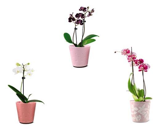 5" Easy Orchid Assorted Colors