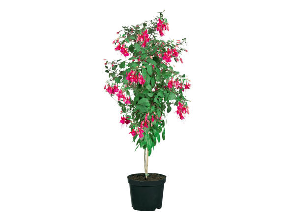 FUCHSIA PÅ STAM