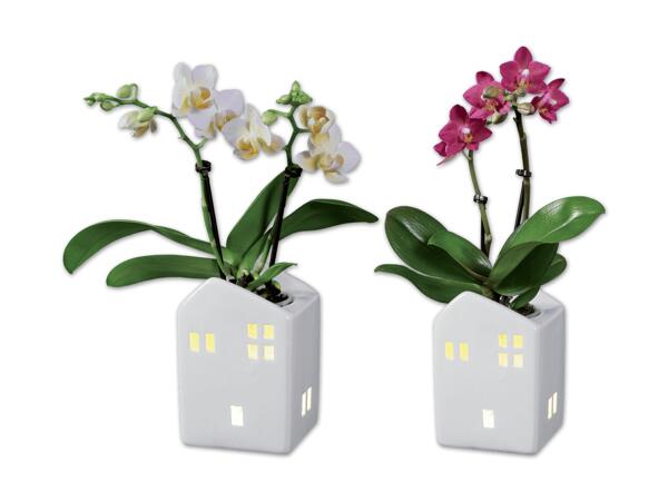 Mini-Orchidee im Keramikhaus mit Beleuchtung