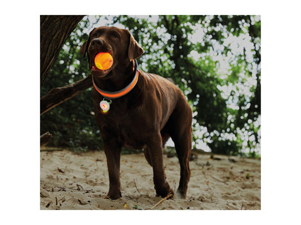 Zoofari Light-Up Dog Toy or Accessories